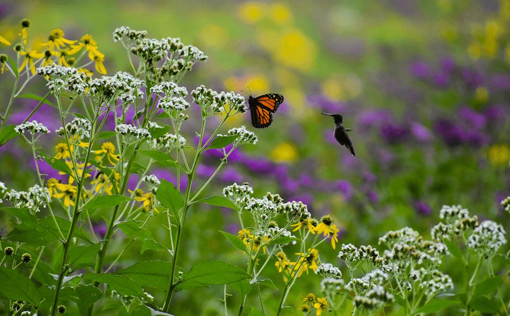 Monarch butterfly and hummingbird in vibrant wildflower field.