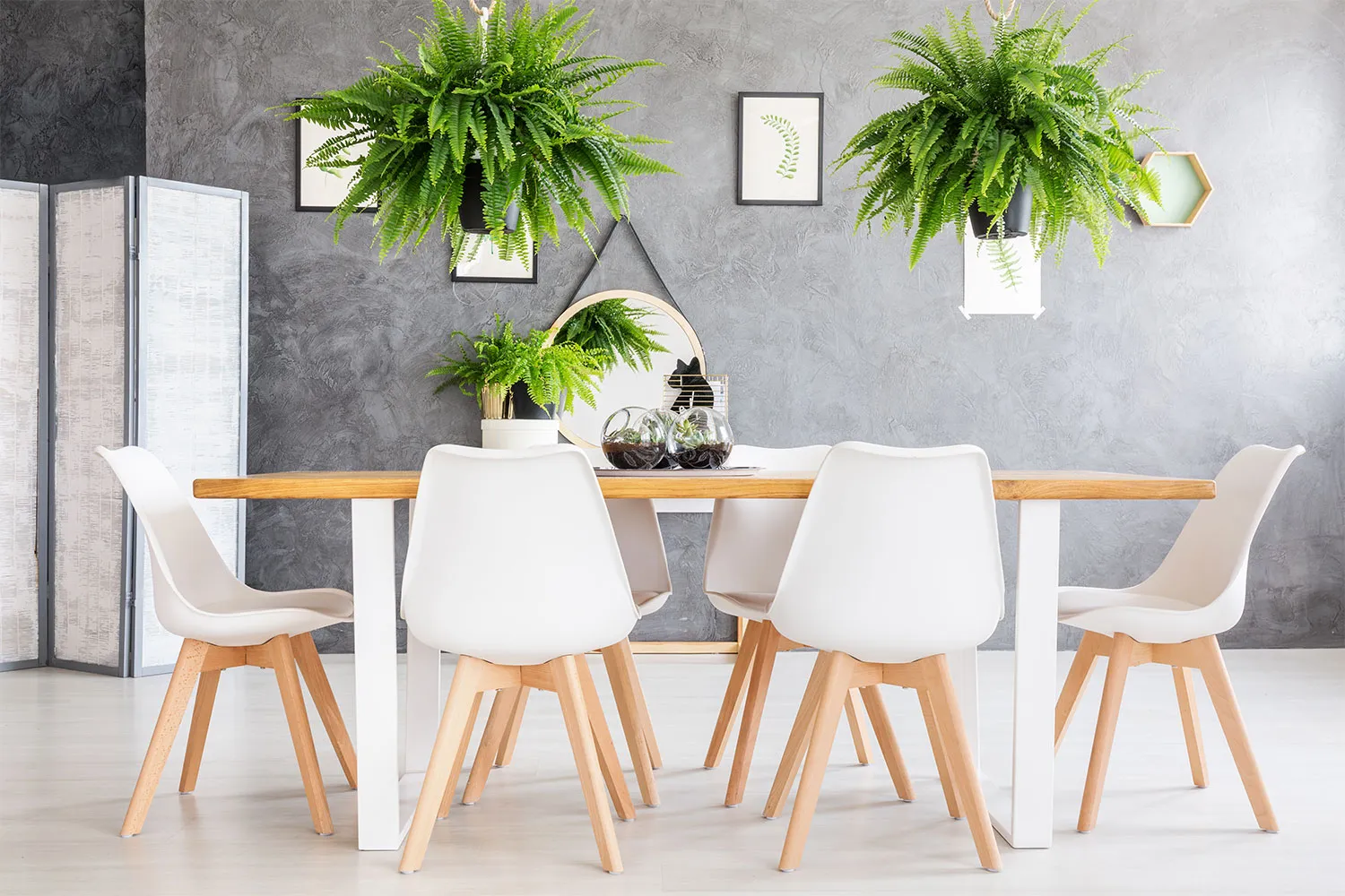 Modern dining room with hanging ferns and minimalist decor.