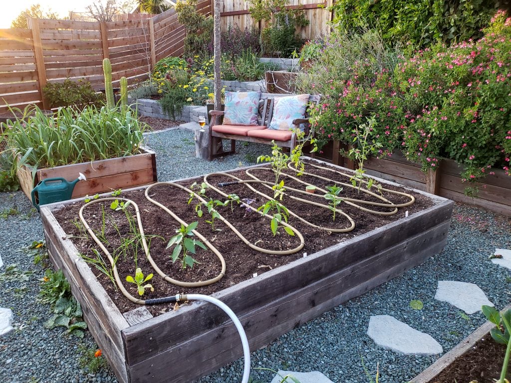 Raised garden beds with drip irrigation in backyard.