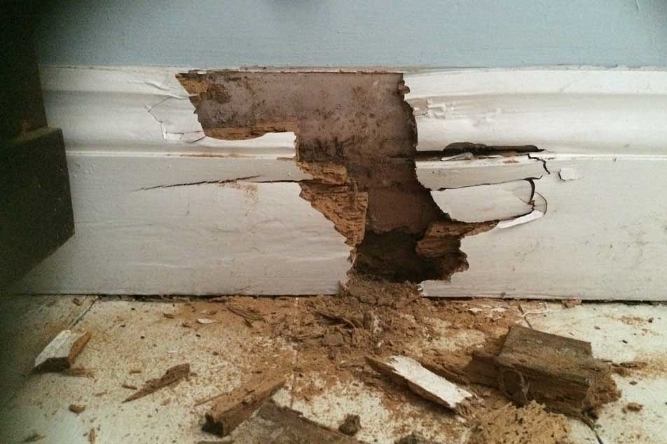 Damaged drywall and baseboard with termite infestation.
