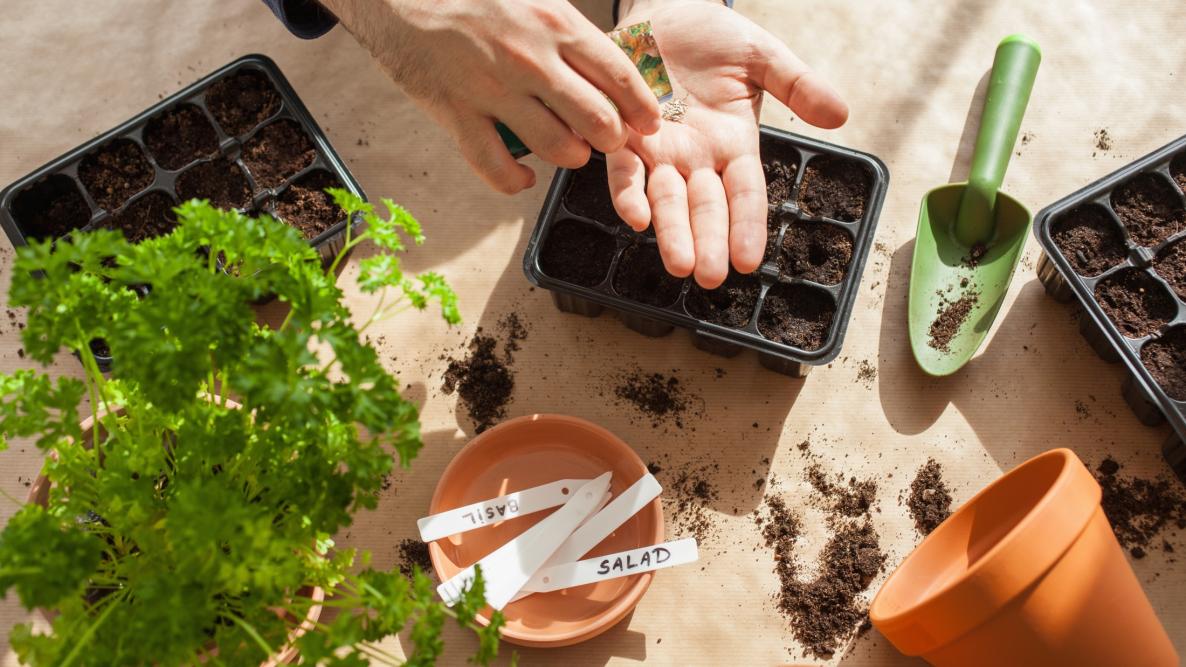 Planting seeds in pots for home gardening.
