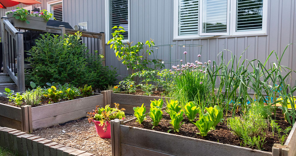 Raised garden beds with fresh vegetables at home.