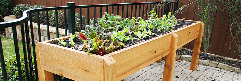 Elevated wooden garden bed with vegetables.