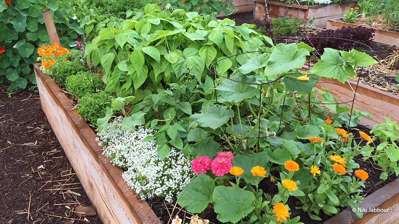 Raised garden bed with mixed vegetables and flowers.