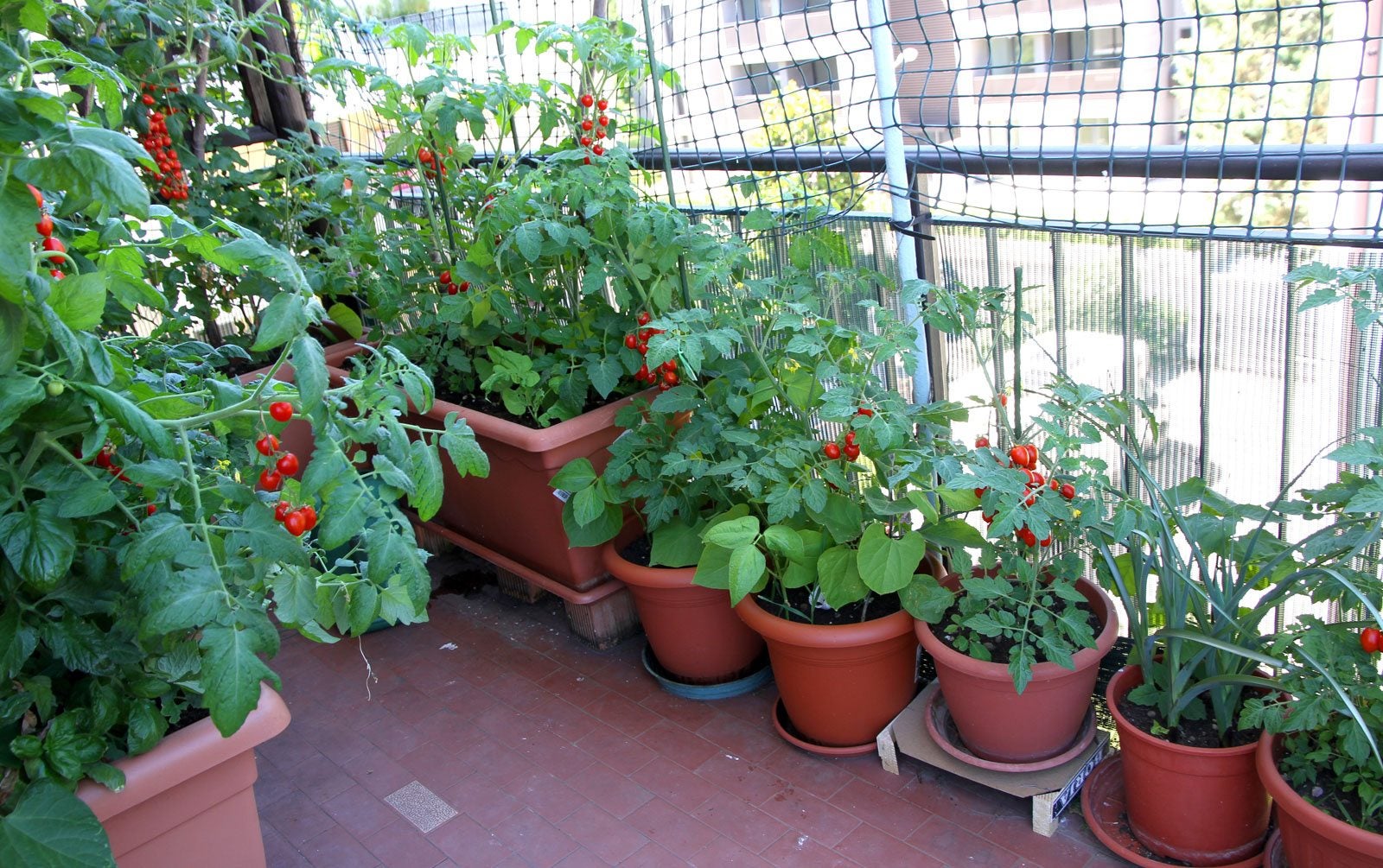 Urban balcony garden with tomato plants in pots