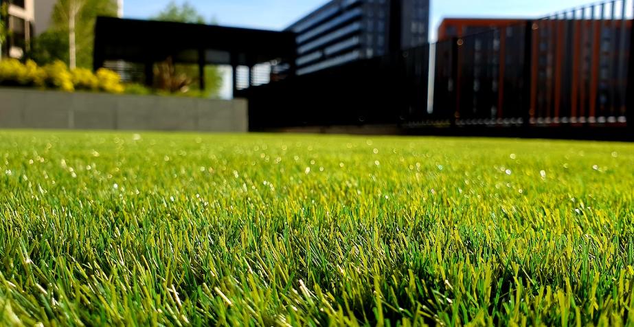 Close-up of fresh green grass with blurred background.
