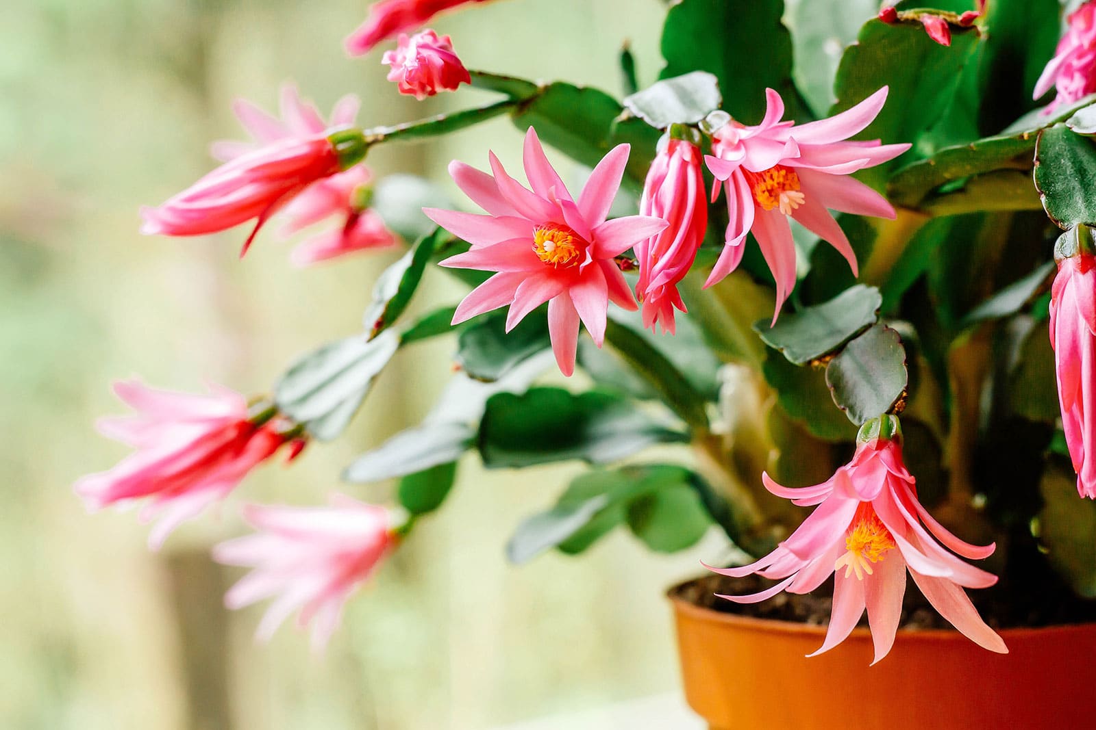 Pink Schlumbergera cactus flowers in pot.