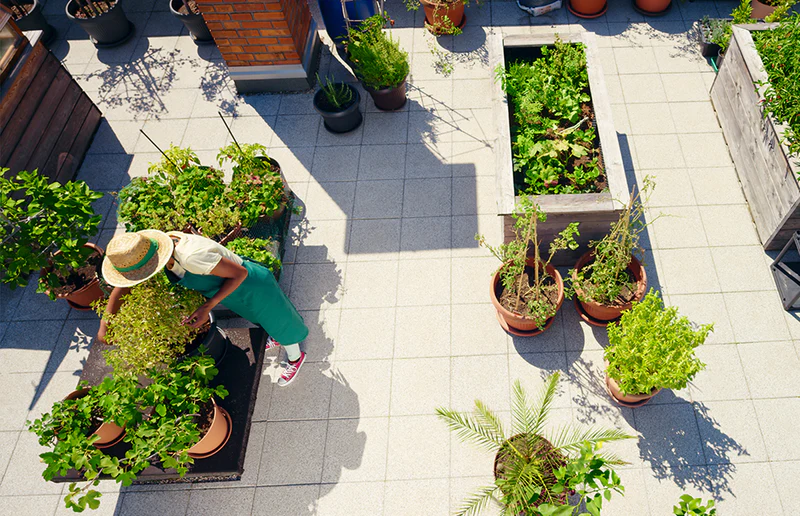 Person tending rooftop garden with potted plants.