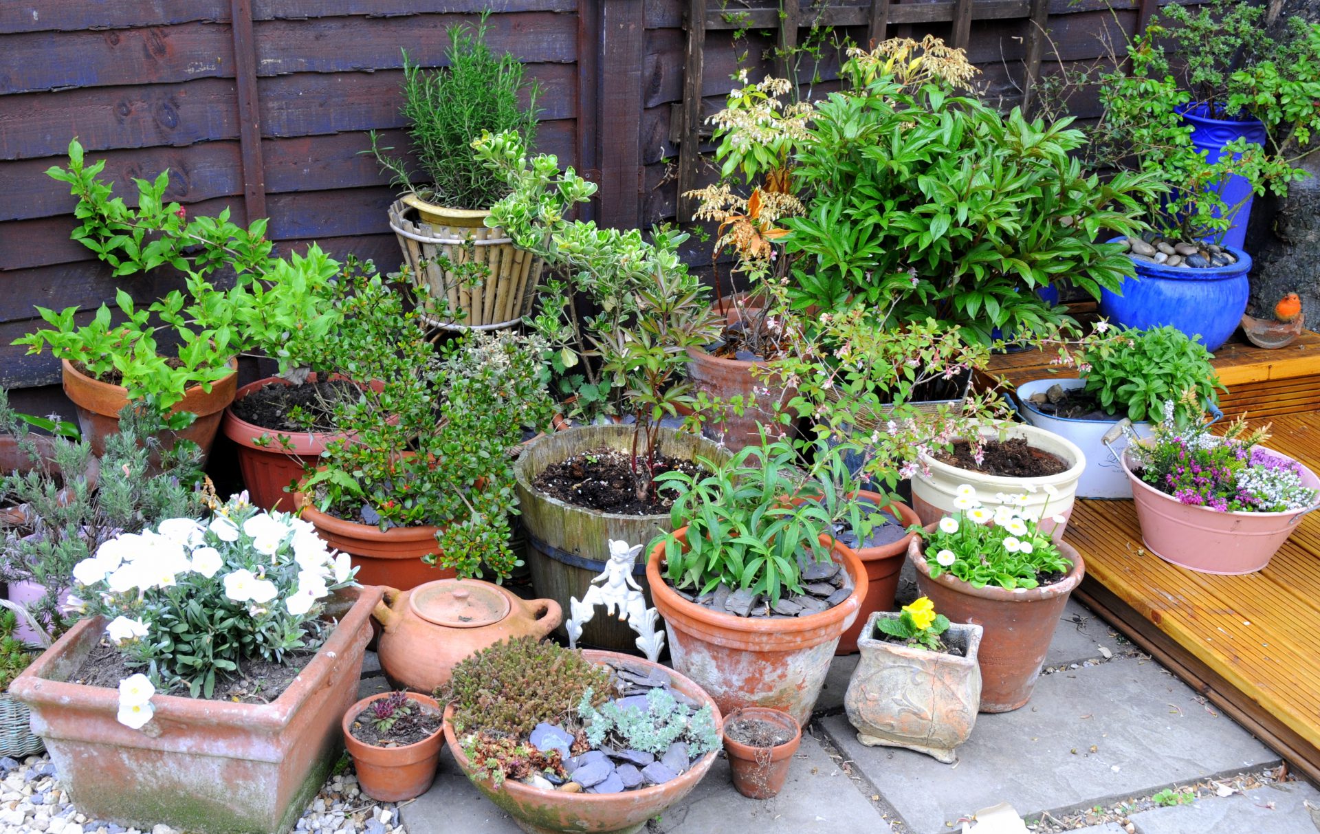 Variety of potted garden plants on patio.