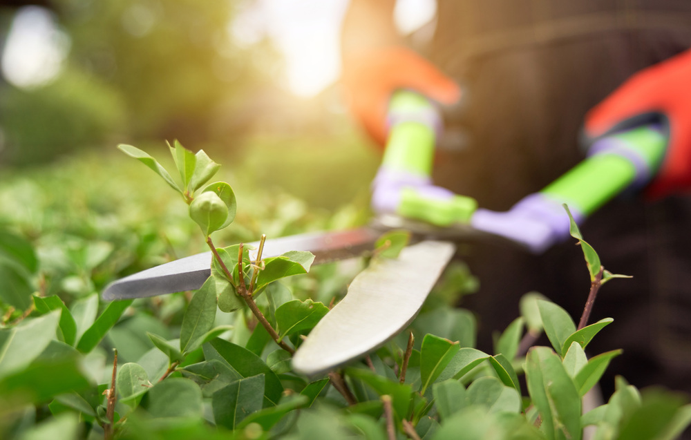 Person trimming bushes with gardening shears.