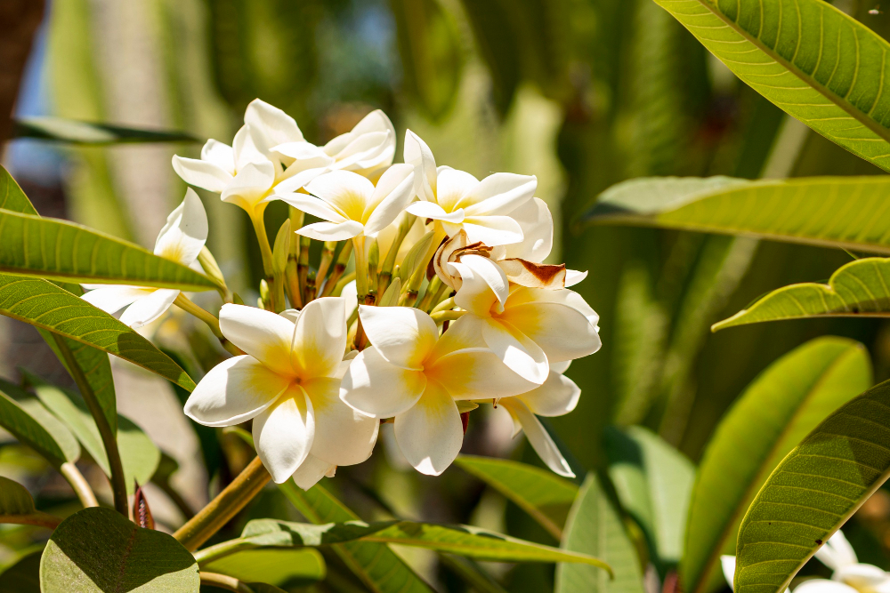 Cluster of white and yellow plumeria flowers with leaves.