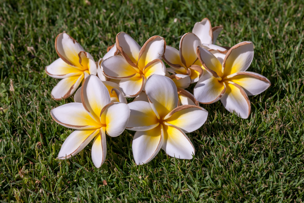 White and yellow plumeria flowers on grass.