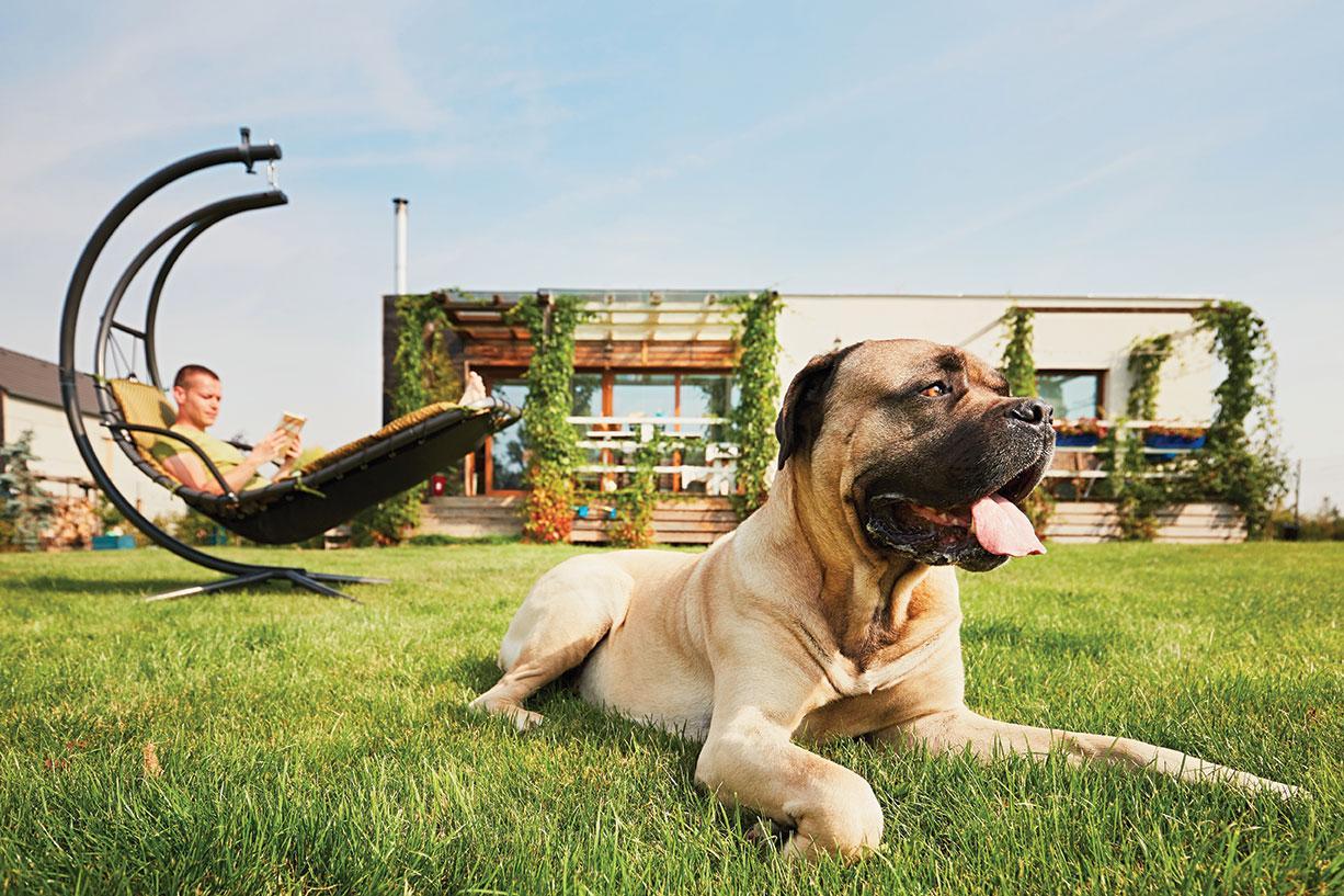 dog-amiable vacation