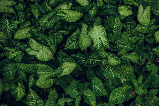 greenery
