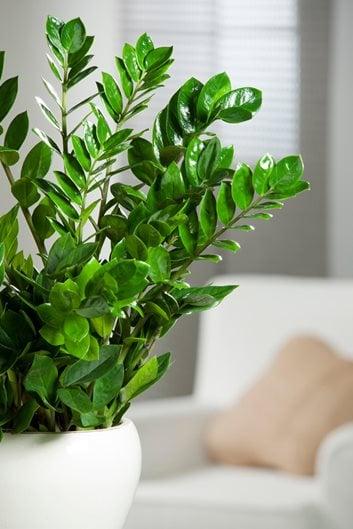 Selecting the Right Plants for Your Indoor Oasis