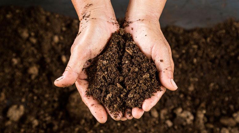 Soil and Nutrient Essentials for Flourishing Indoor Gardens