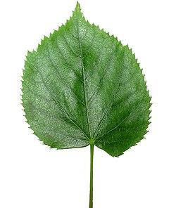 Natural Elements: Using Leaves, Acorns, and Branches for Seasonal Decor