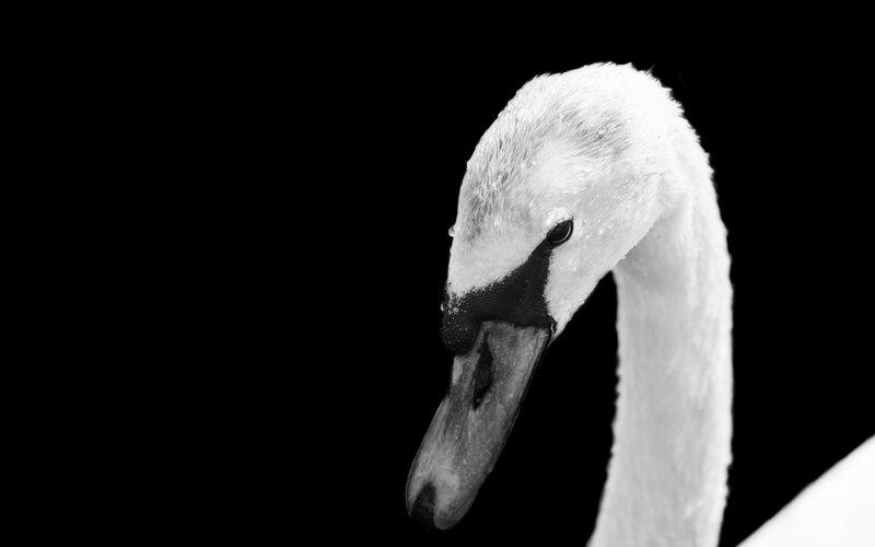 unpacking the Psychological Appeal of Contrast